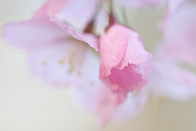 apple blossom
