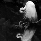 Worldwide Camera Club Competition