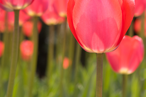 tulips and black hole