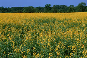 conventional canola