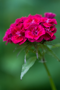 sweet william