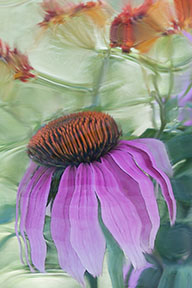 Flowers through waterglass