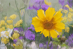 flowers through waterglass