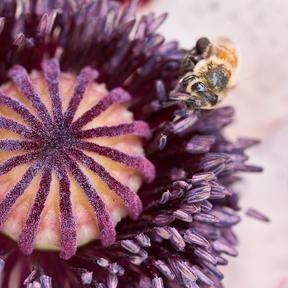 bee on poppy