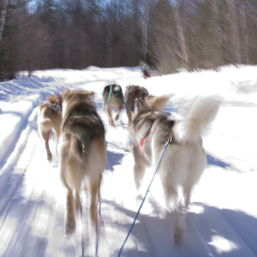 dog sledding