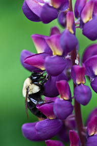 bee on lupine