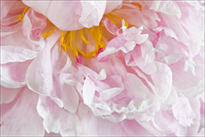 peony