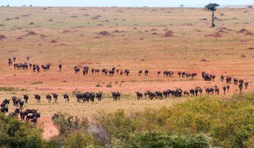 safari photography