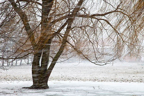 snow photography