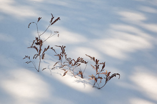 snow photography