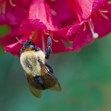 bee on flower