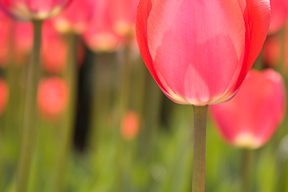 tulips with distractions