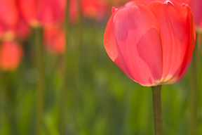 cleaner tulips