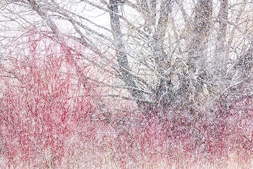 winter photography